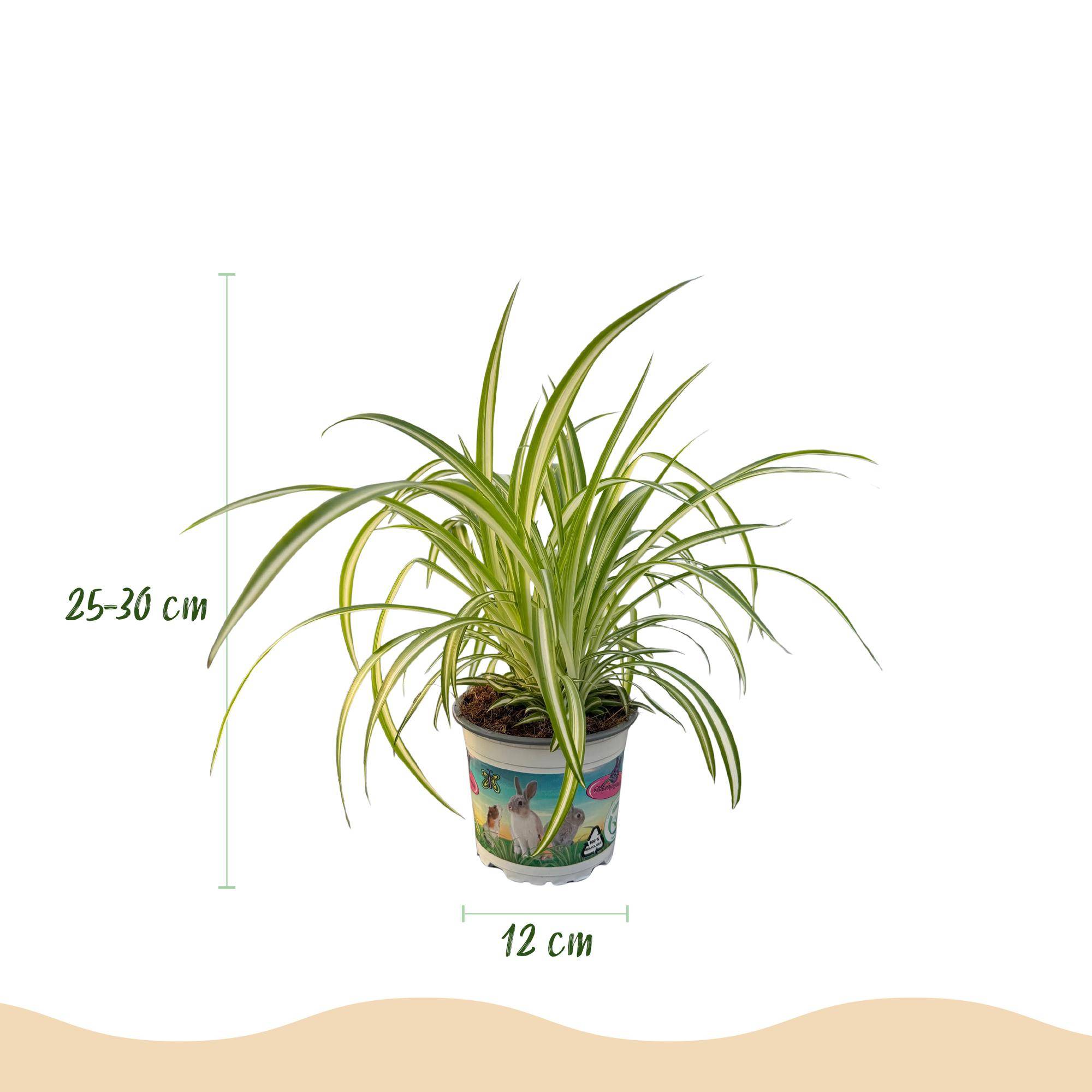 Chlorophytum comosum Variegatum - Pet-friendly - Plante araignée - Pot de 12cm - Hauteur 20-30cm - 2 plantes - Blanc - Plantes d'intérieur - Image 3