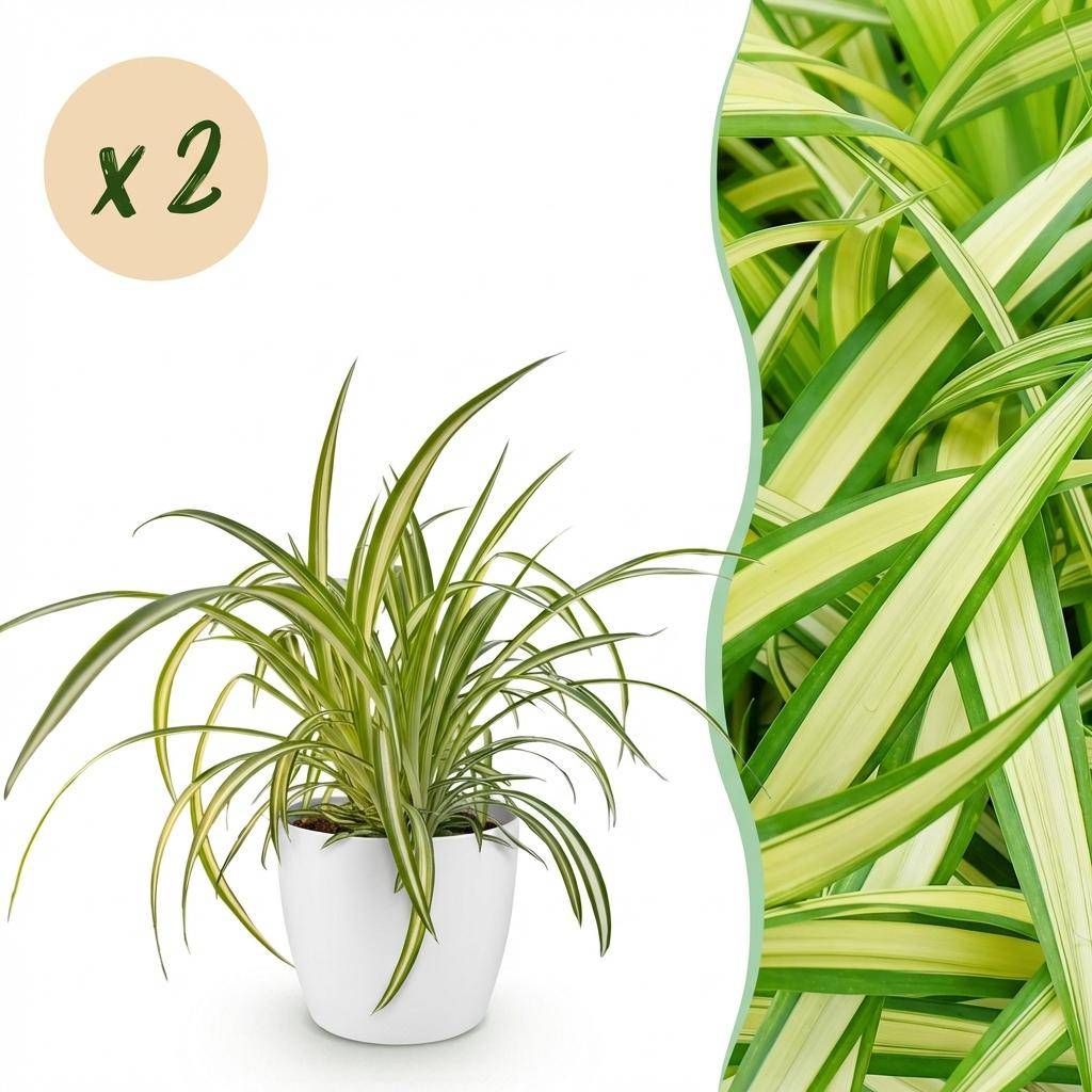 Chlorophytum comosum Variegatum - Pet-friendly - Plante araignée - Pot de 12cm - Hauteur 20-30cm - 2 plantes - Blanc - Plantes d'intérieur - Image 1