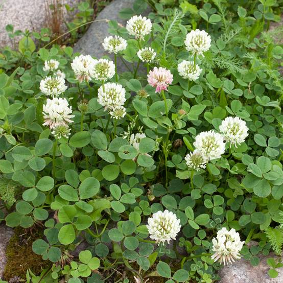 Trèfle blanc - Engrais vert pour 10 m?