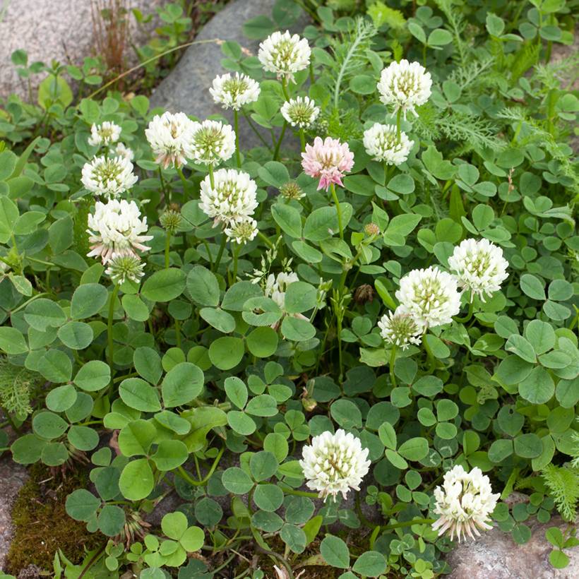 Trèfle blanc - Engrais vert pour 10 m?