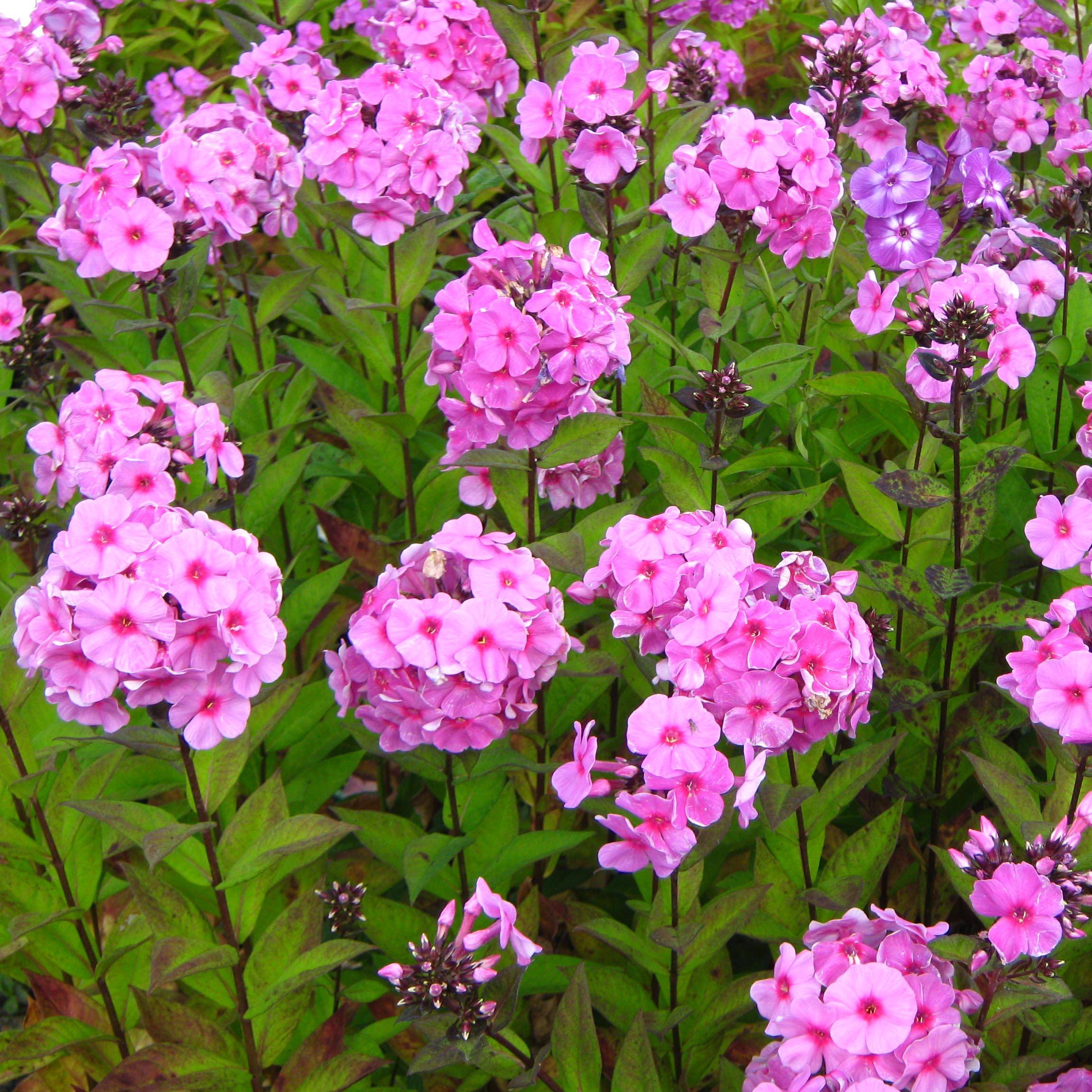 Promesse de Fleurs - Phlox paniculata Eva Cullum Godet de 8/9 cm