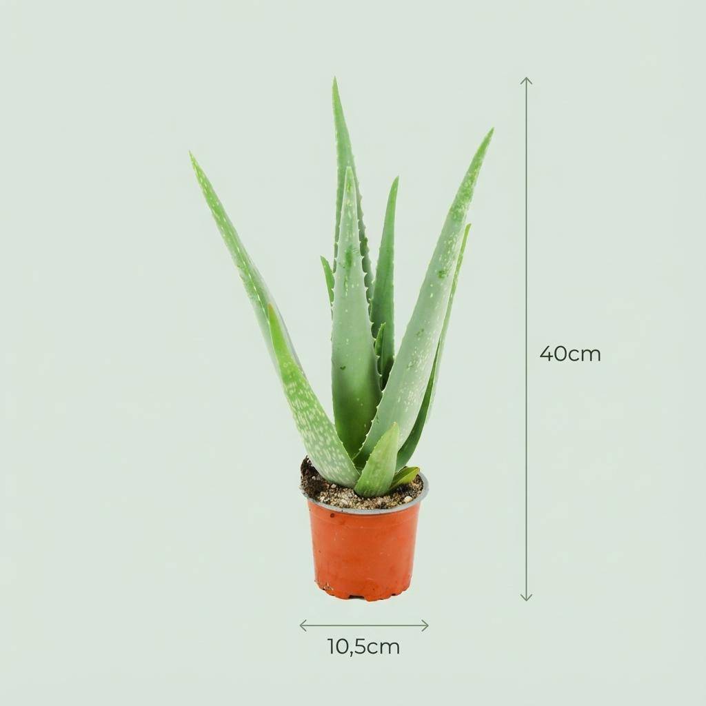 Aloë Vera - Pot de 10cm - Hauteur: 35 - 40cm - 1 plante - Plantes d'intérieur - Image 4