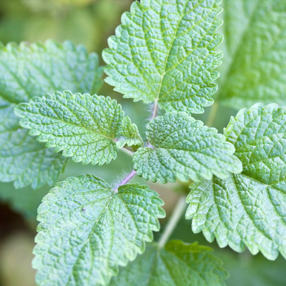 Melisse officinale Mandarina - Graines le sachet de 30 graines environ