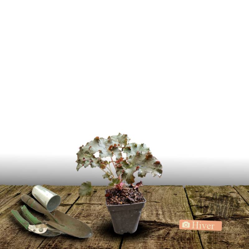 Heuchere Black Beauty® à fleurs Rose/Blanche - feuillage Persistant - Godet - 5/20 cm - Image 4