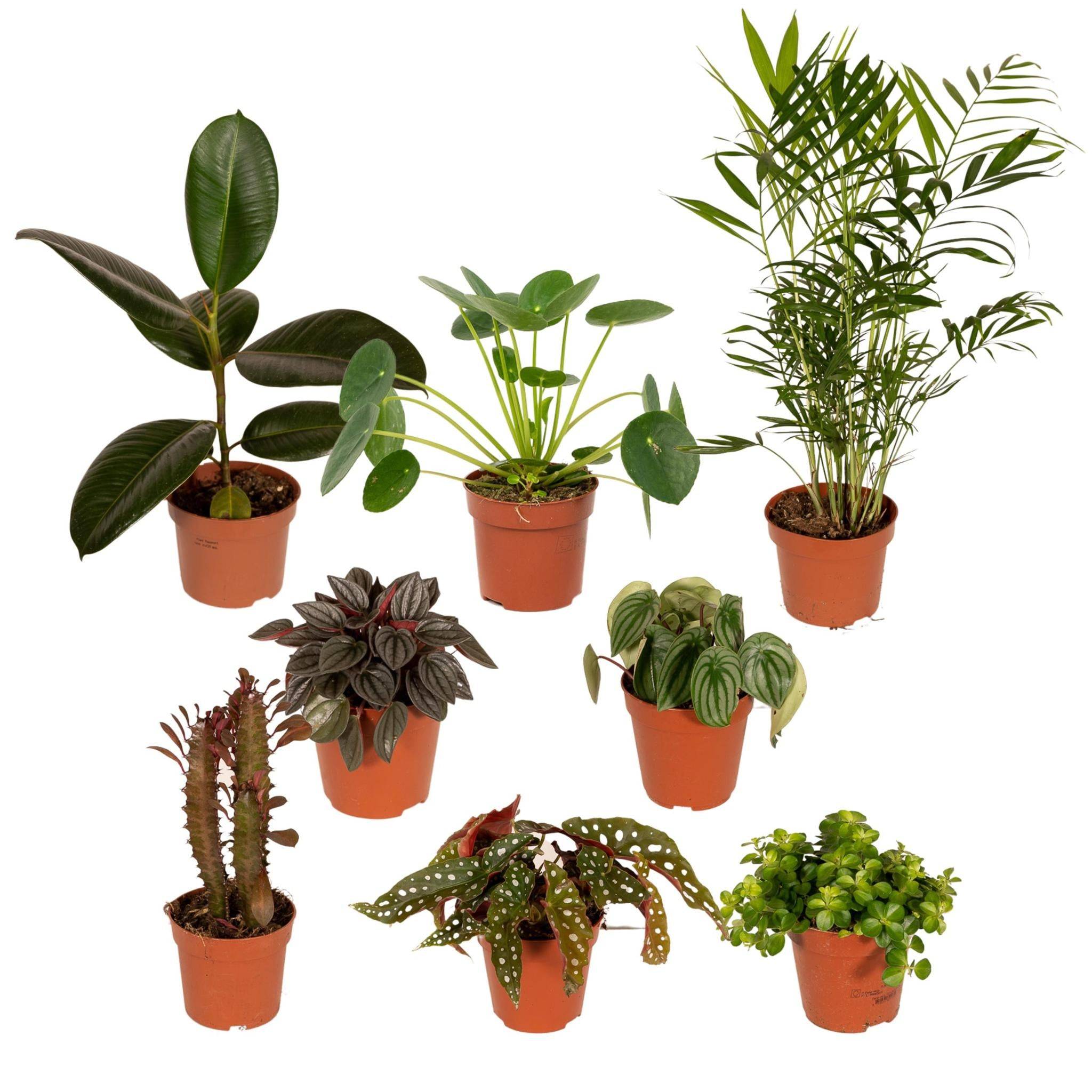 Box à petit prix - 8 plantes surprises 30cm - Plante d'intérieur - La Green Touch - Image 1