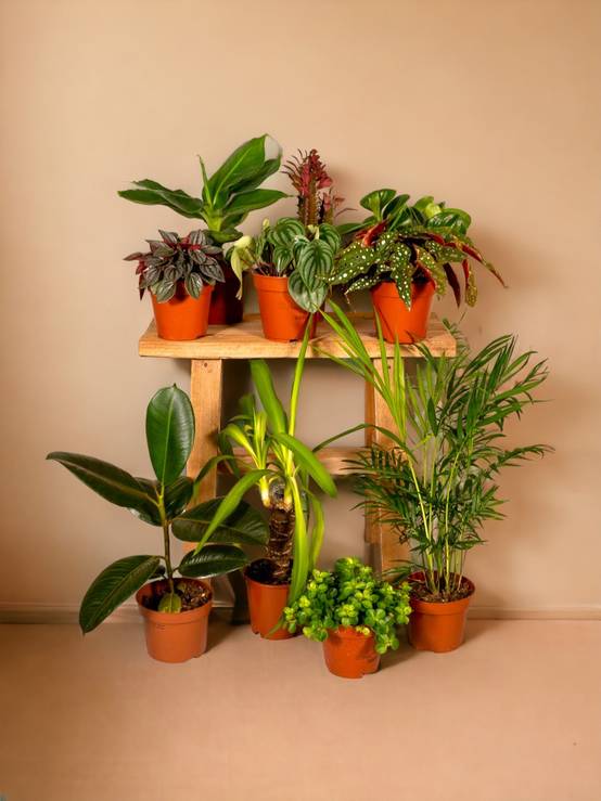 Box à petit prix - 8 plantes surprises 30cm - Plante d'intérieur - La Green Touch - Image 3