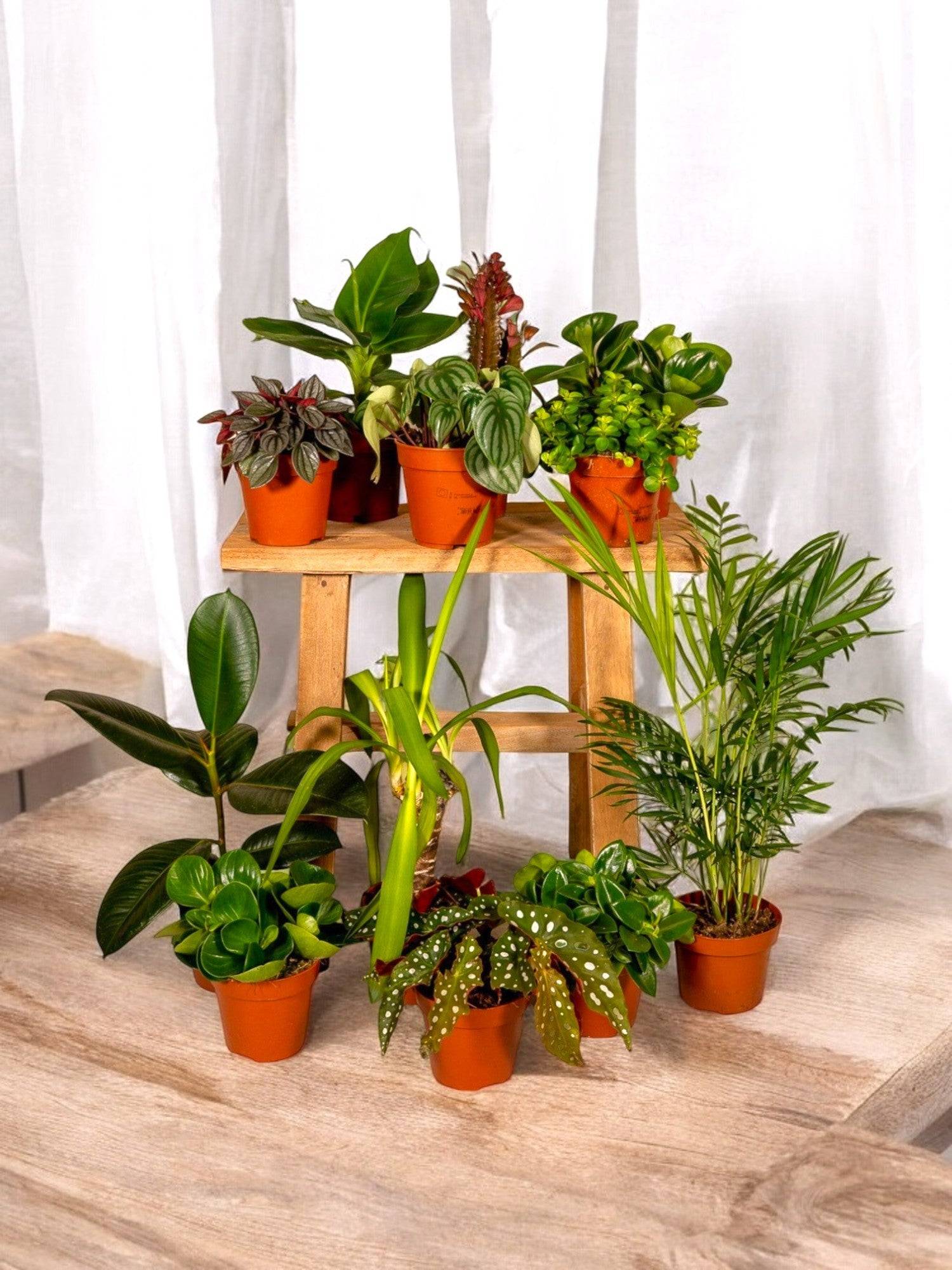 La Green Touch - Box à petit prix - 8 plantes surprises 30cm - Plante d'intérieur - La Green Touch - Image 1