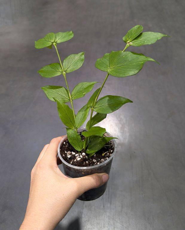 Hoya Polyneura - Hoya Queue de Poisson D. 9cm H. 15cm - Plante d'intérieur - IndoorPoppies - Image 3