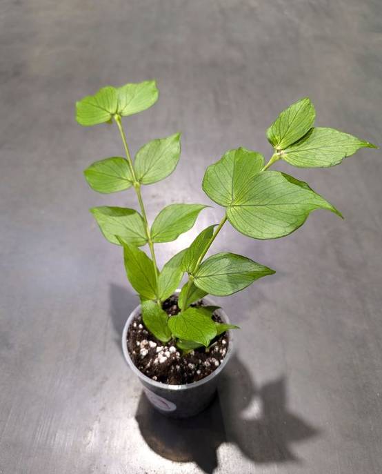 Hoya Polyneura - Hoya Queue de Poisson D. 9cm H. 15cm - Plante d'intérieur - IndoorPoppies - Image 1