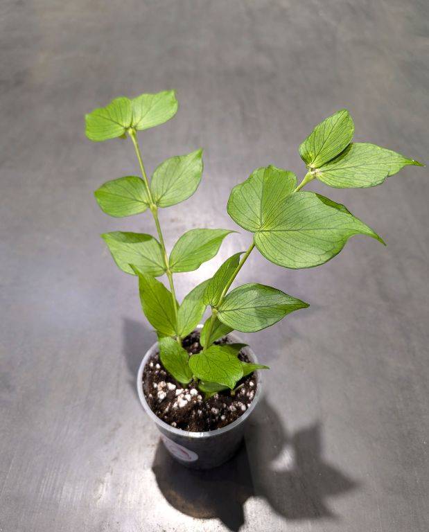 Hoya Polyneura - Hoya Queue de Poisson D. 9cm H. 15cm - Plante d'intérieur - IndoorPoppies - Image 1