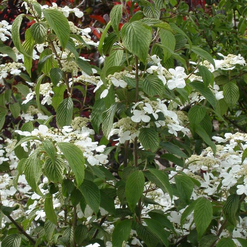 Viorne de Chine Watanabe, Viburnum à fleurs Blanche - feuillage Caduc - Pot de 3L - 40/60 cm-  hauteur à maturité De 1,00 m à 1,50 m - Image 1