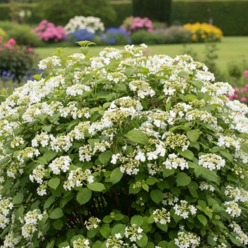 Viorne de Chine Watanabe, Viburnum à fleurs Blanche - feuillage Caduc - Pot de 3L - 40/60 cm-  hauteur à maturité De 1,00 m à 1,50 m - Image 4