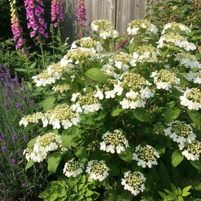 Viorne de Chine Watanabe, Viburnum à fleurs Blanche - feuillage Caduc - Pot de 3L - 40/60 cm-  hauteur à maturité De 1,00 m à 1,50 m - Image 3