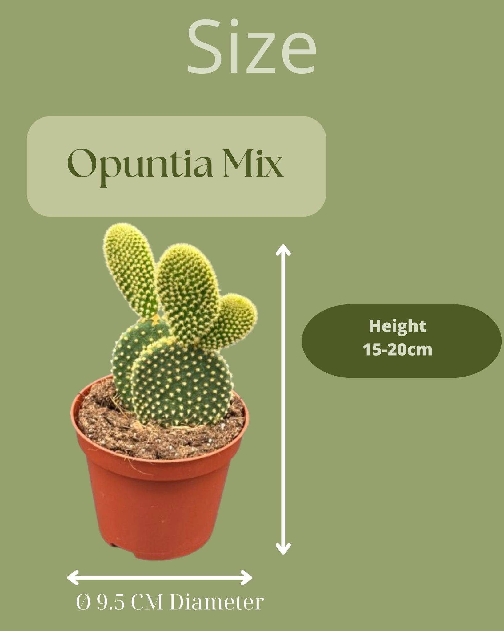 Opuntia Microdasys en Pot Terracotta - Lot de 3- La Green Touch - Image 2