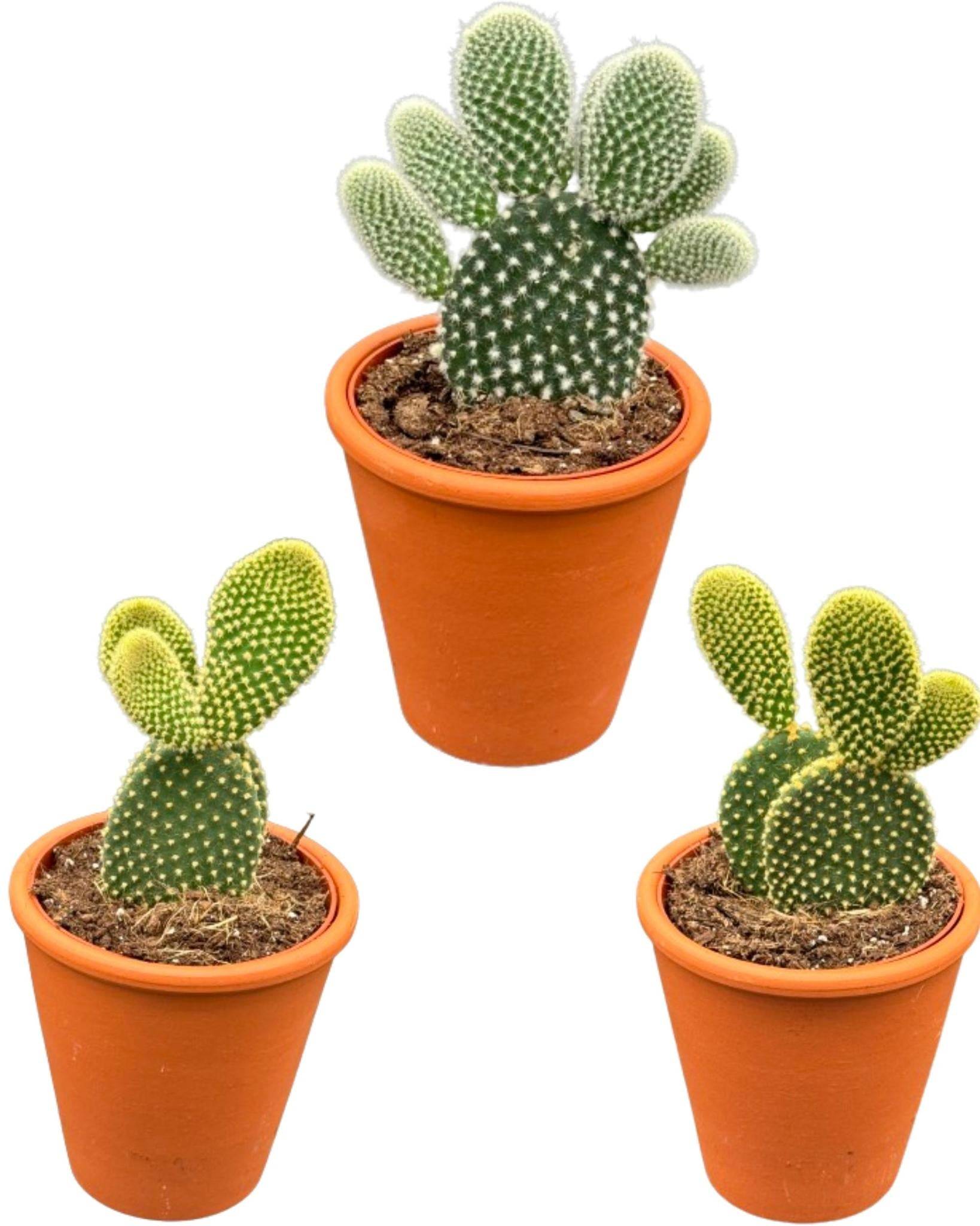 Opuntia Microdasys en Pot Terracotta - Lot de 3- La Green Touch - Image 1