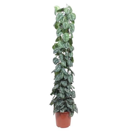 La Green Touch - Scindapsus Pictus Trebie Gaasrek - D27 H160cm