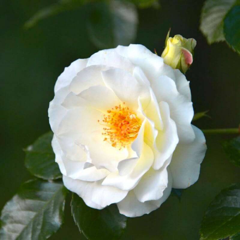 Rosier Grimpant 'Neige d'Avril' (Rosa 'Neige d'Avril') - Racines nues - Grimpant 60 à 80cm - Pépinières Naudet