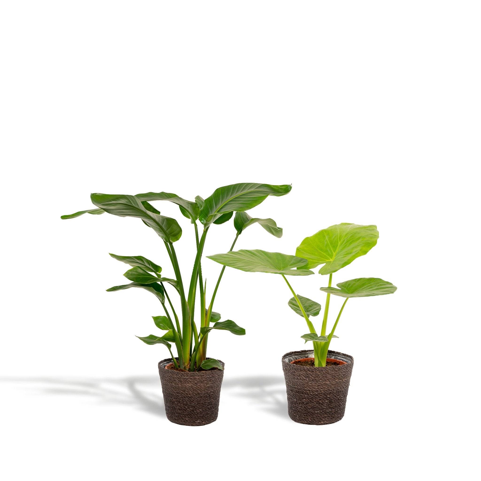 La Green Touch - Strelitzia Nicolai - Lot de 2 plantes - Coffret cadeau 80cm - Plante d'intérieur- La Green Touch - Image 3