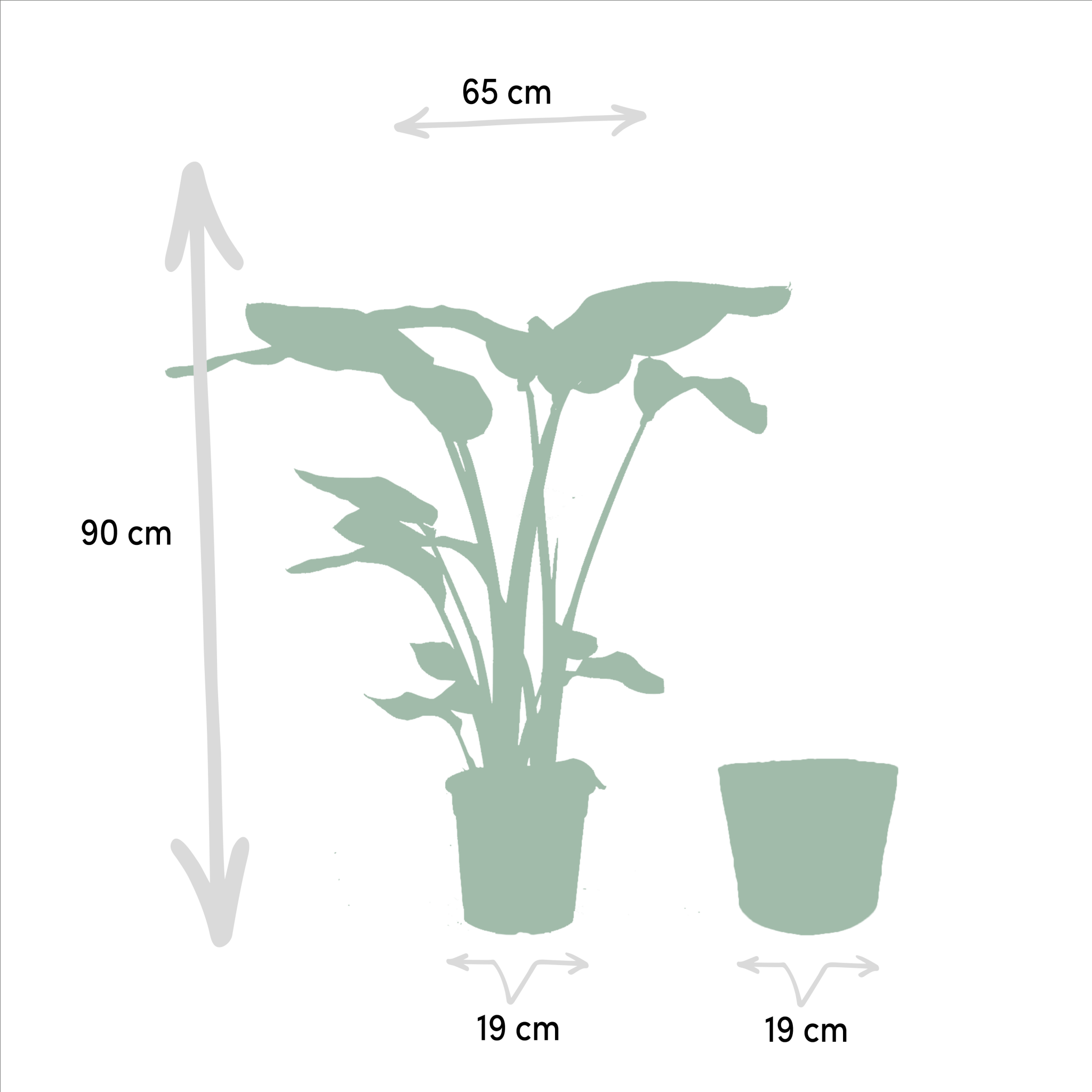 La Green Touch - Strelitzia Nicolai - Lot de 2 plantes - Coffret cadeau 80cm - Plante d'intérieur- La Green Touch - Image 7