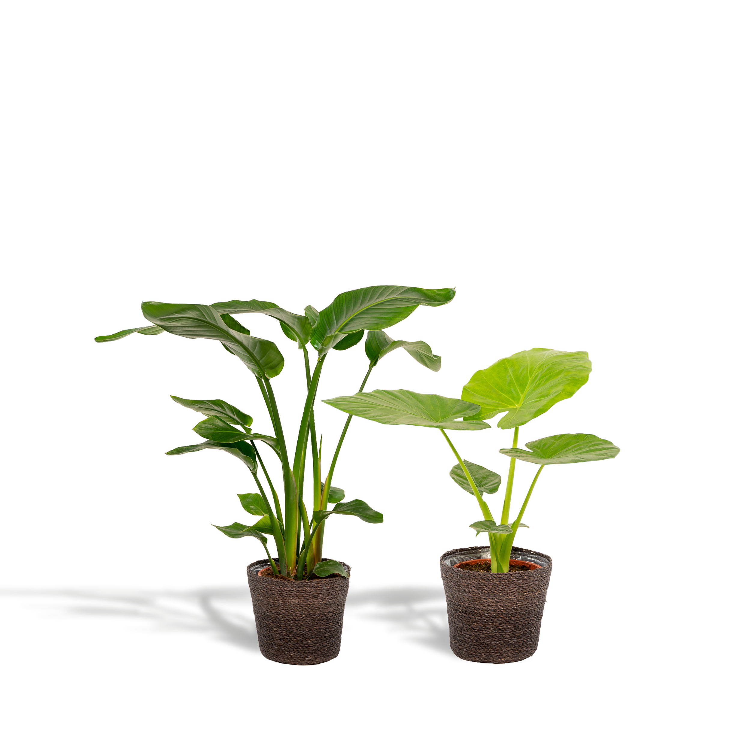 La Green Touch - Strelitzia Nicolai - Lot de 2 plantes - Coffret cadeau 80cm - Plante d'intérieur- La Green Touch - Image 1