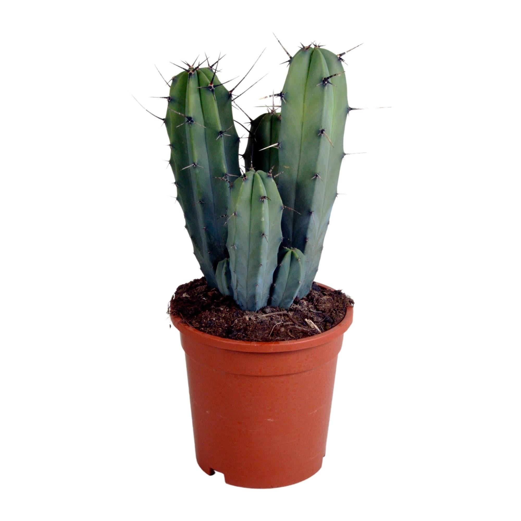 Myrtillocactus geometrizans - cactus d'intérieur- La Green Touch