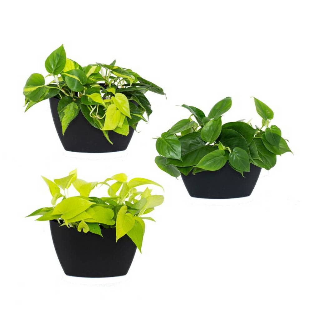 Pack de 3 pots muraux CitySens noirs avec arrosage manuel - Image 1