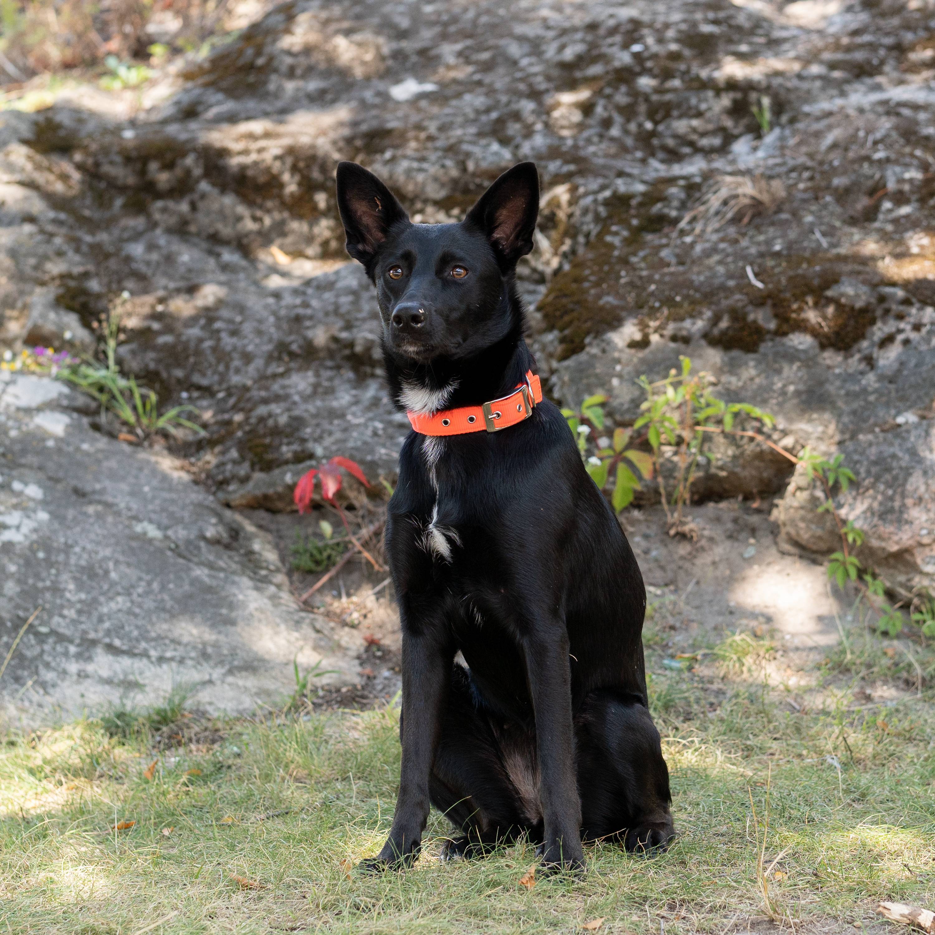 Ferplast - Collier chien chiens nylon souple rembourrage FERPLAST DAYTONA différentes tailles et couleurs - Image 5