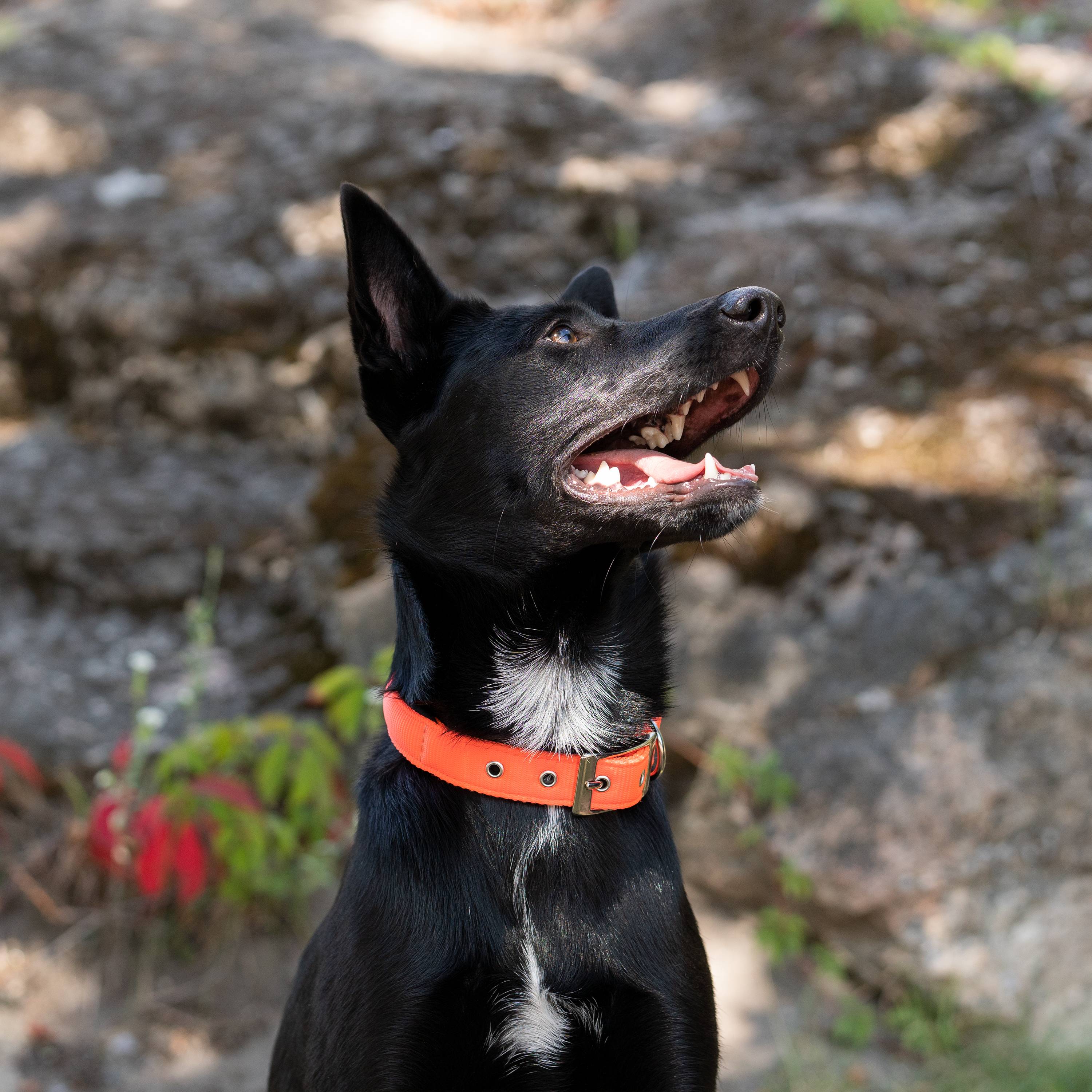 Ferplast - Collier chien chiens nylon souple rembourrage FERPLAST DAYTONA différentes tailles et couleurs - Image 3