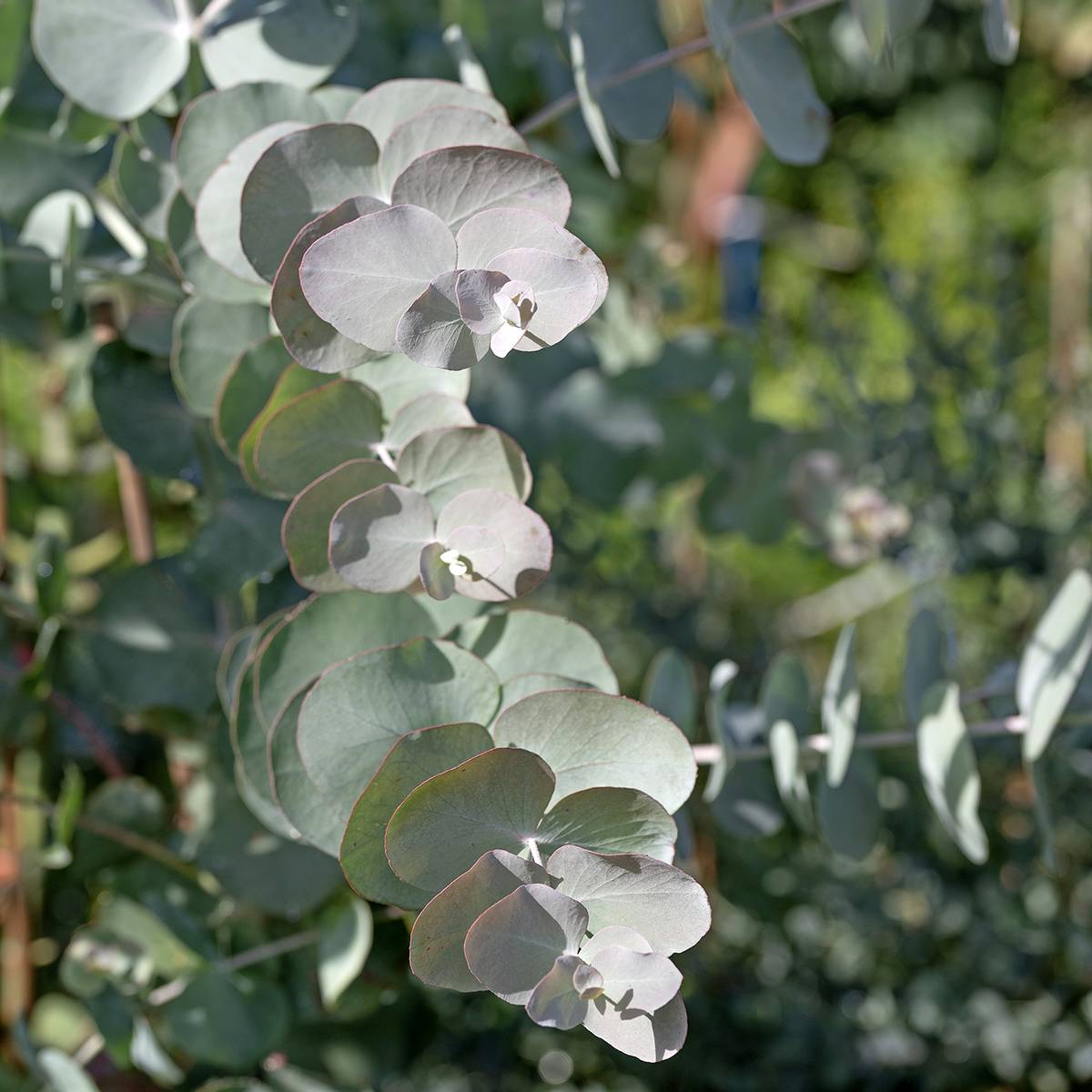 Promesse de Fleurs - Graines d'Eucalyptus cinerea Silver Dollar - Gommier cendré le sachet de 15 graines environ