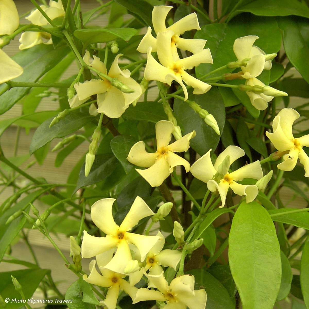Trachelospermum asiaticum - Faux jasmin jaune Pot de 2L/3L