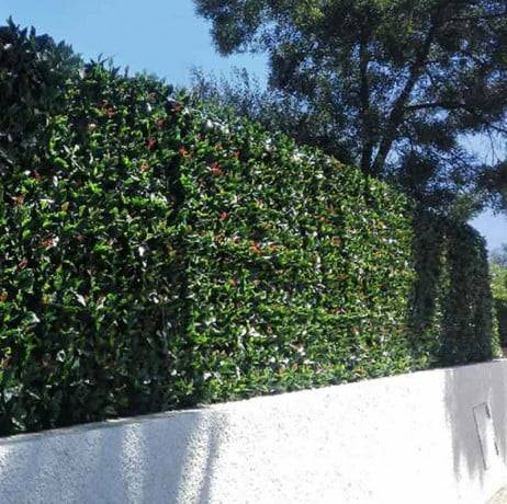 James Grass - France Green - Feuillage artificiel photinia 1m x 1m Fin de série - Image 3