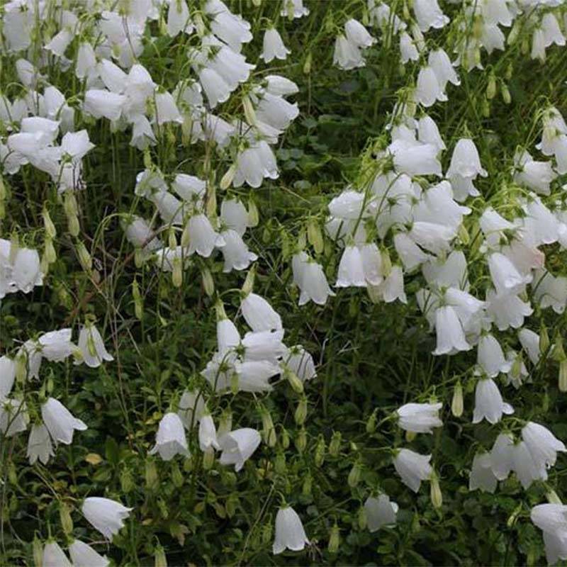 Promesse de Fleurs - Campanula cochleariifolia Alba - Campanule à feuilles de cochléaire Godet de 8/9 cm
