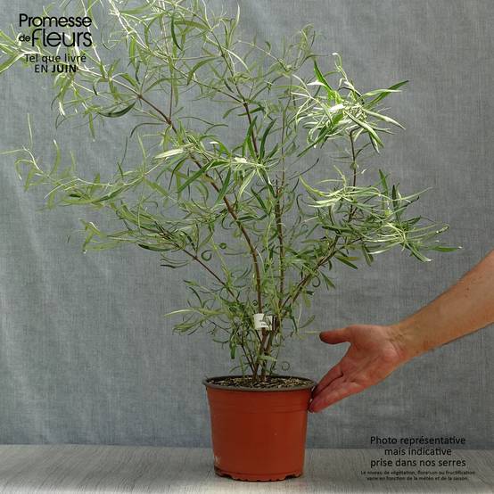Promesse de Fleurs - Olearia virgata Pot de 2L/3L - Image 2