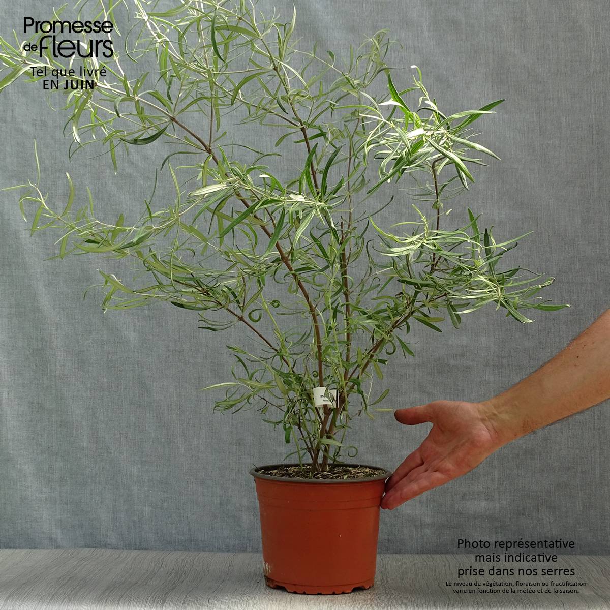 Promesse de Fleurs - Olearia virgata Pot de 2L/3L - Image 2
