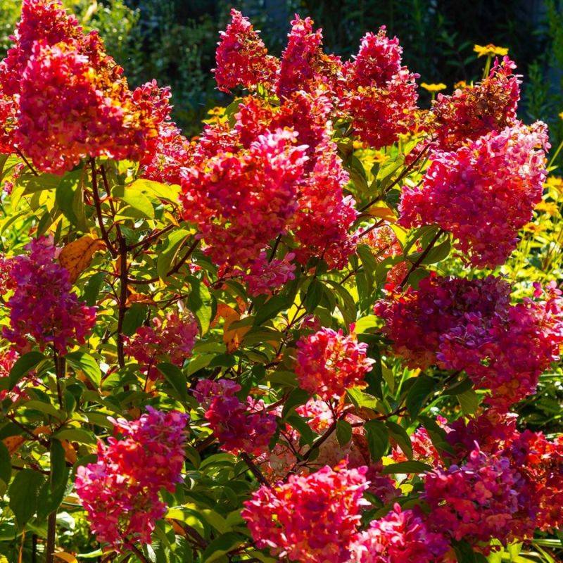 Hortensia Paniculé 'Diamant Rouge' (Hydrangea Paniculata) - Godet - Taille 13/25cm - Pépinières Naudet - Image 1