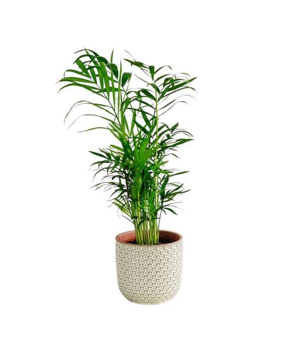 La Green Touch - Chamaedorea Elegans 40cm - Plante d'intérieur- La Green Touch - Image 3