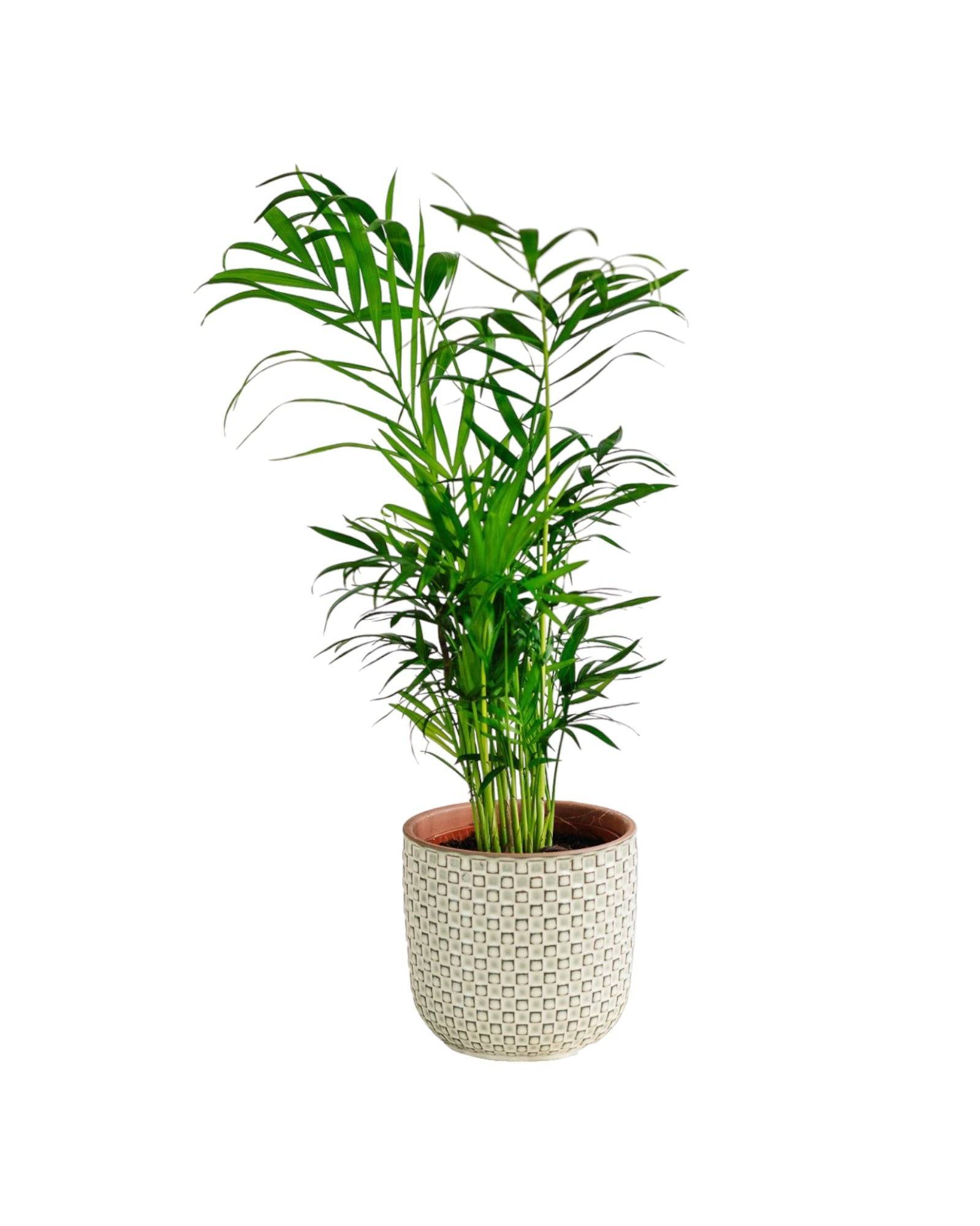 La Green Touch - Chamaedorea Elegans 40cm - Plante d'intérieur- La Green Touch - Image 3