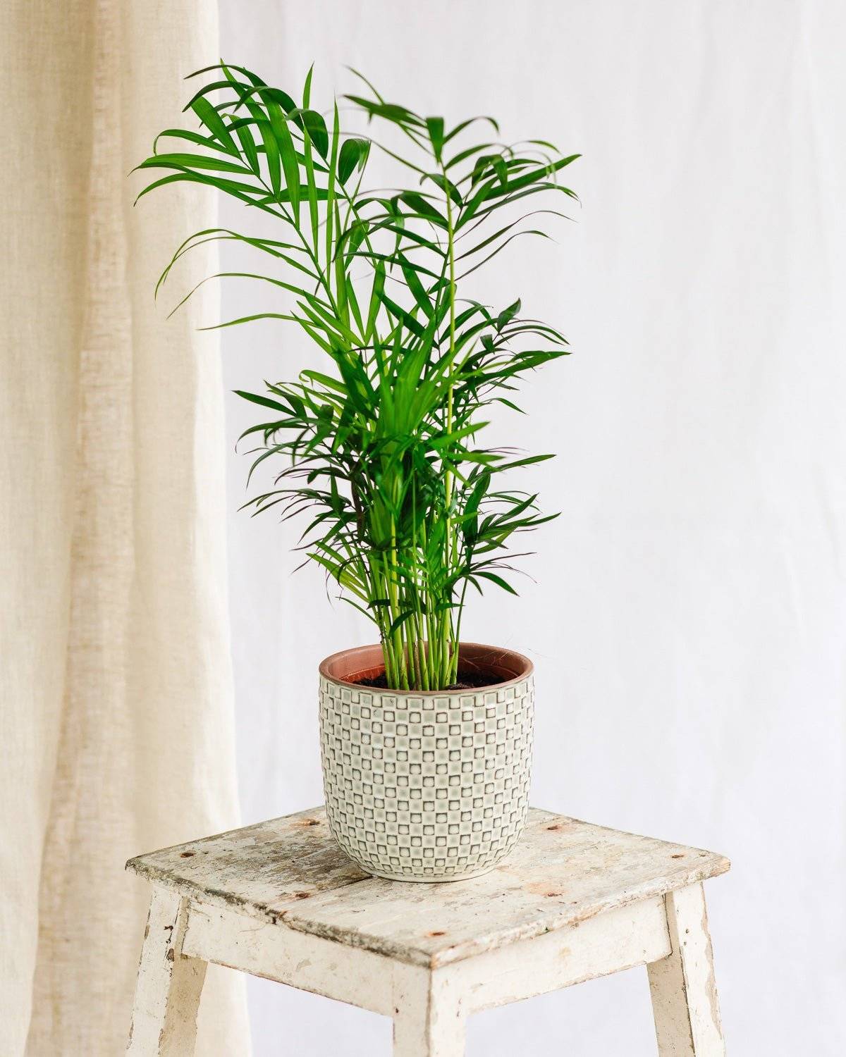 La Green Touch - Chamaedorea Elegans 40cm - Plante d'intérieur- La Green Touch - Image 2