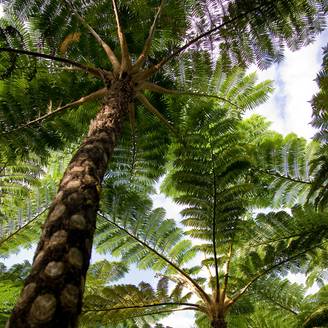 Cyathea lunulata - Fougère arborescente Pot de 4L/5L