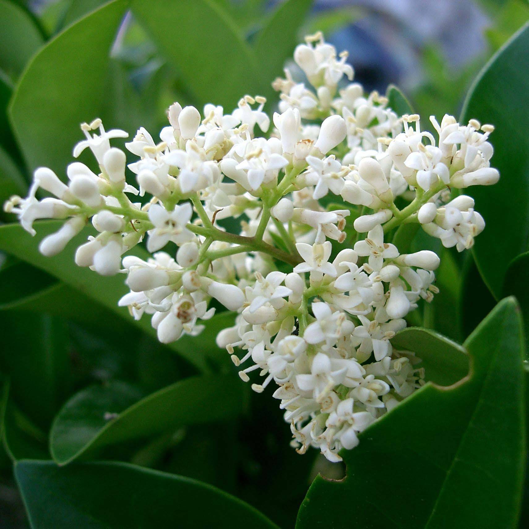 Promesse de Fleurs - Troène du Texas - Ligustrum japonicum Texanum Godet de 8/9 cm