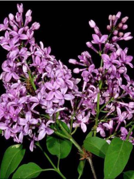 Promesse de Fleurs - Lilas - Syringa chinensis Saugeana Pot de 2L/3L - Image 1