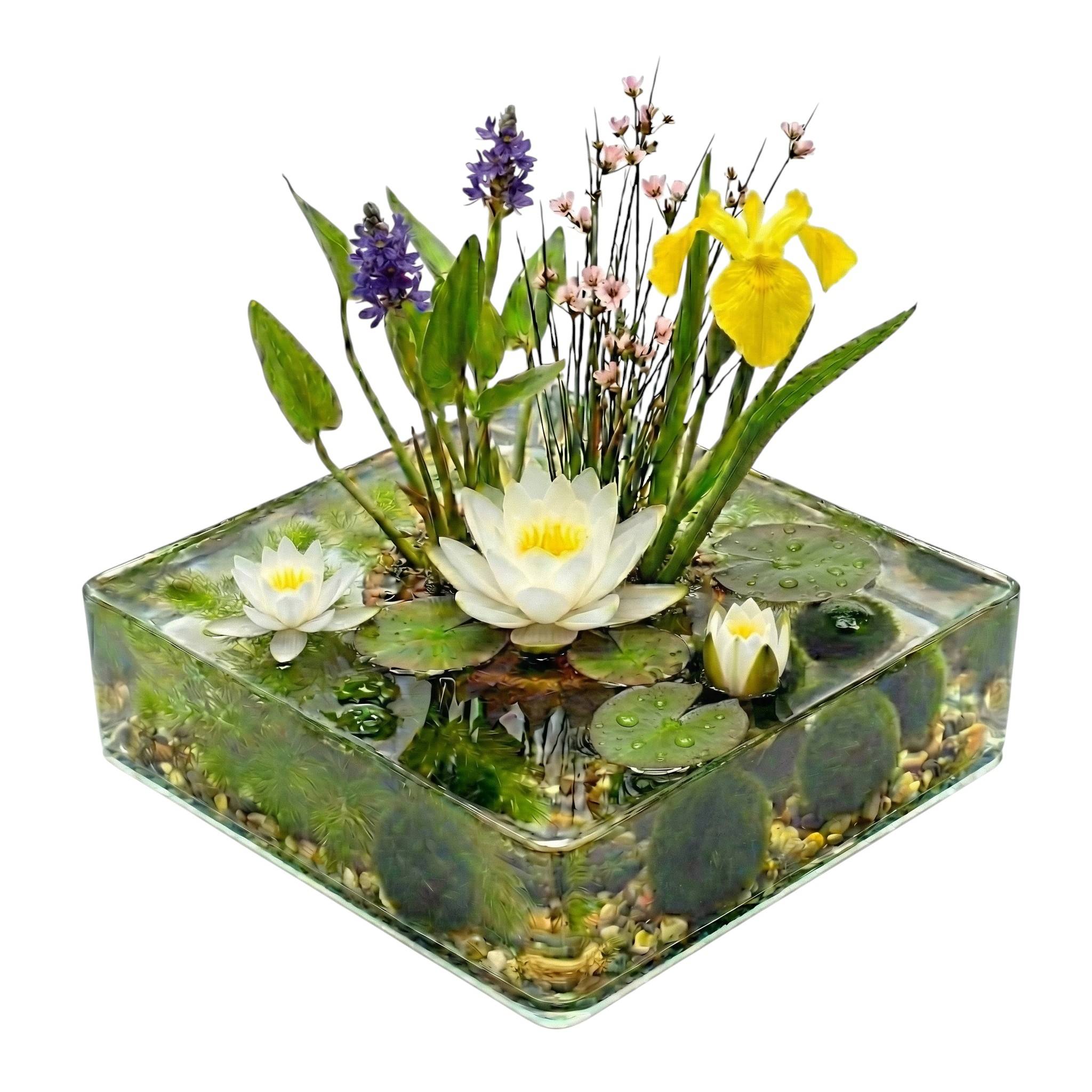 0 - Mini Bassin Set Complet Blanc 25-90L - 11 Plantes et Bactéries - Image 1