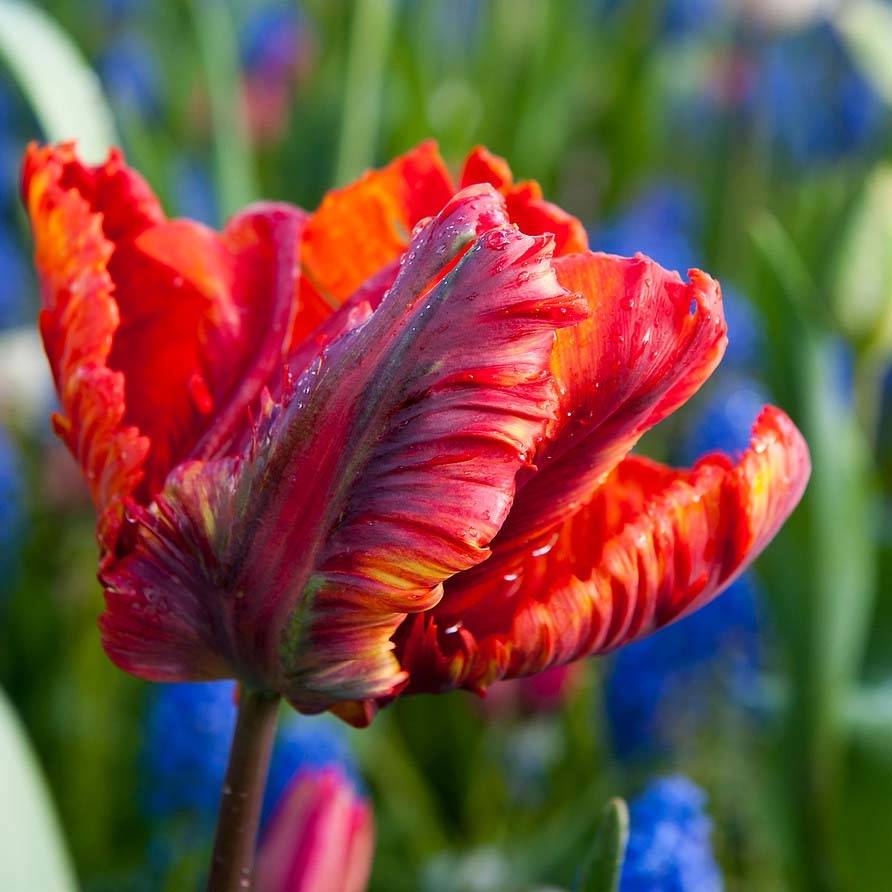 Promesse de Fleurs - Tulipe perroquet Rasta Parrot Bulbe calibre 11+ (par 10)