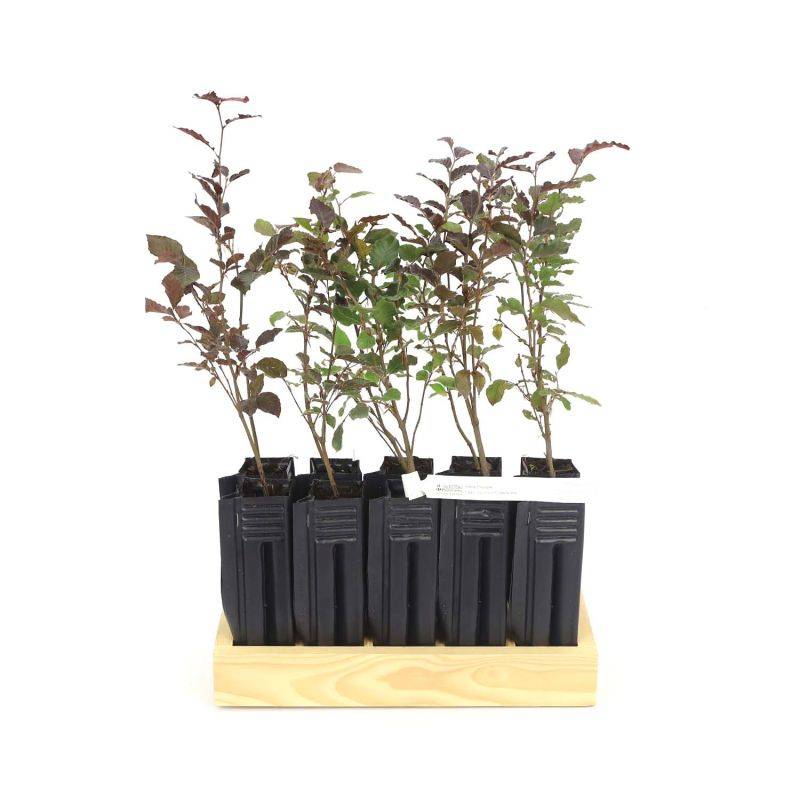 10 Hêtre Pourpre (Fagus Sylvatica Atropurpurea) - Haie de Hêtre Pourpre -  - Pépinières Naudet - Image 3