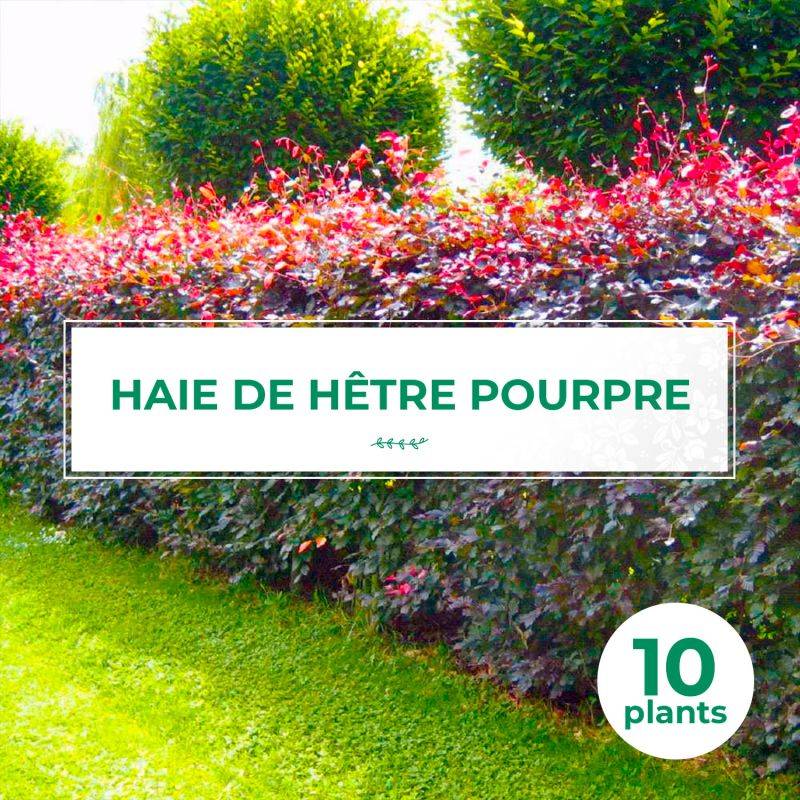 10 Hêtre Pourpre (Fagus Sylvatica Atropurpurea) - Haie de Hêtre Pourpre -  - Pépinières Naudet - Image 1