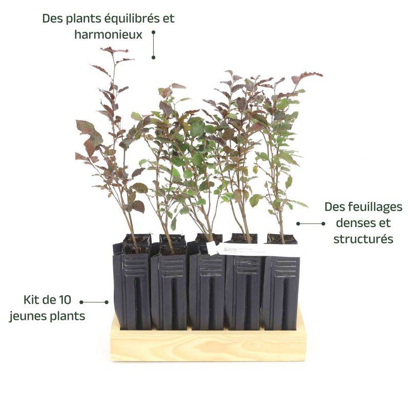10 Hêtre Pourpre (Fagus Sylvatica Atropurpurea) - Haie de Hêtre Pourpre -  - Pépinières Naudet - Image 4