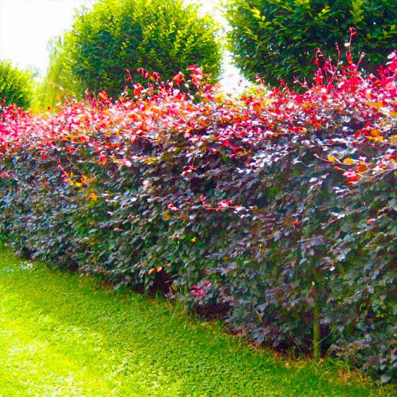 10 Hêtre Pourpre (Fagus Sylvatica Atropurpurea) - Haie de Hêtre Pourpre -  - Pépinières Naudet - Image 2