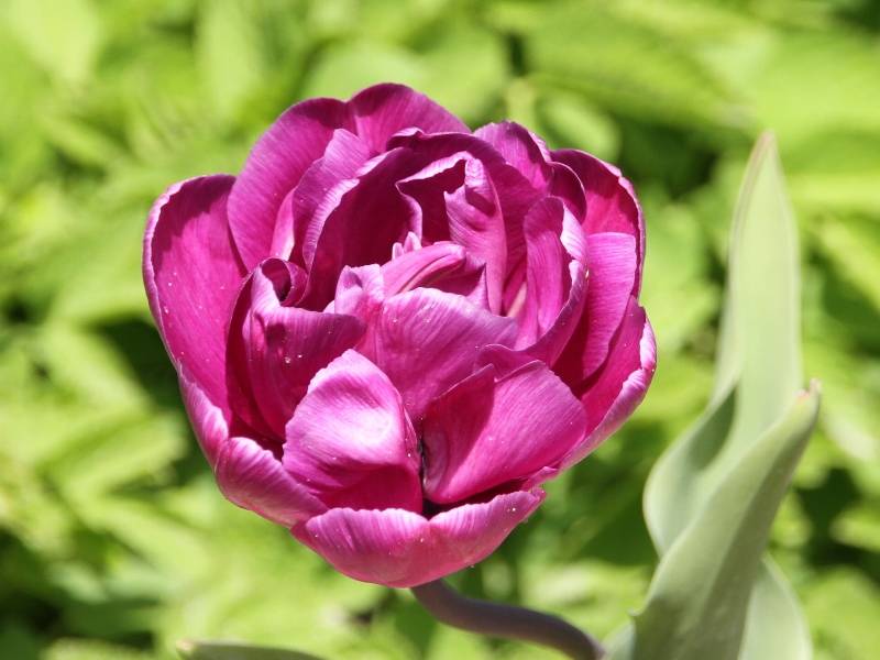 Promesse de Fleurs - Tulipe double tardive Diamant Bleu (Blue Diamond) Bulbe calibre 11+ (par 10) - Image 2