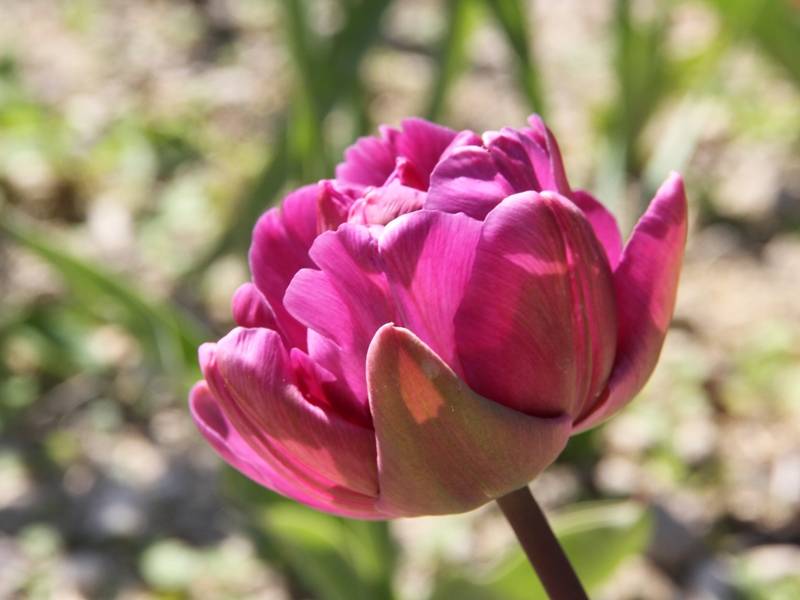 Promesse de Fleurs - Tulipe double tardive Diamant Bleu (Blue Diamond) Bulbe calibre 11+ (par 10) - Image 1