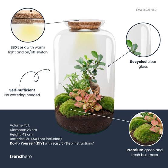 Terrarium à composer bouteille en verre recyclé - Ø23-H43cm - avec kit 4 outils - Ficus Ginseng - Terrarium DIY - Image 3